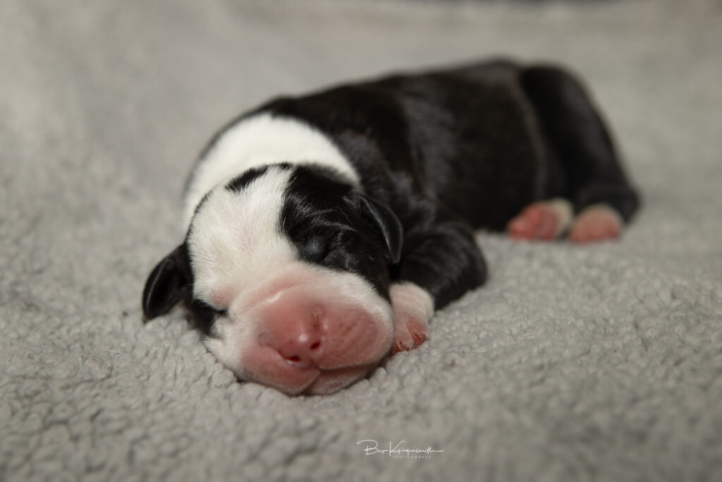 newborn mantle great dane puppy