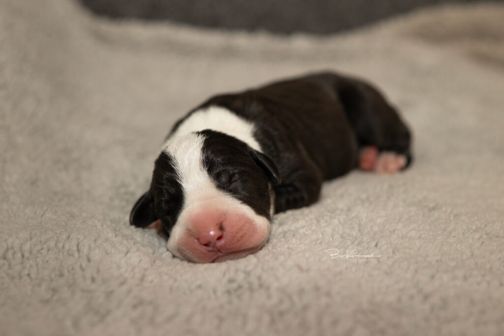 newborn great dane puppy