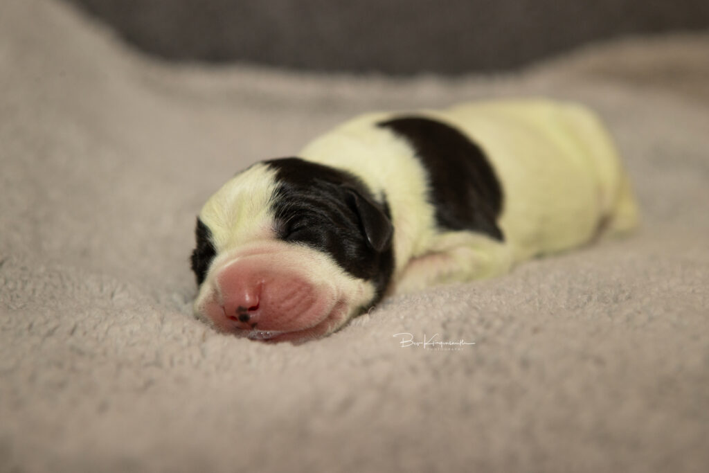 green newborn puppy