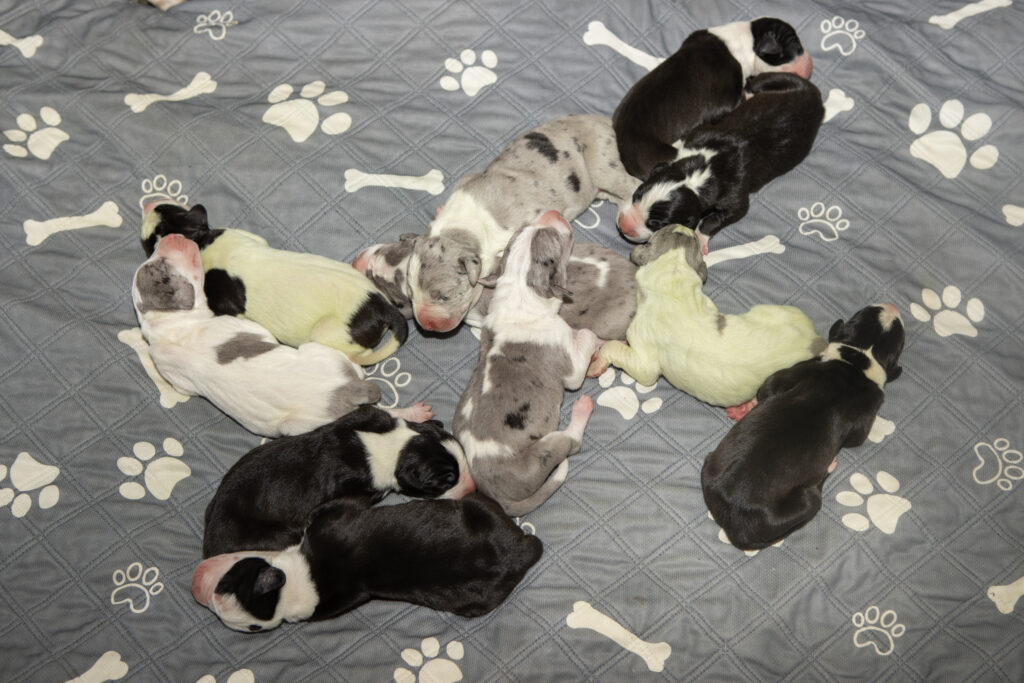 newborn Great Dane litter