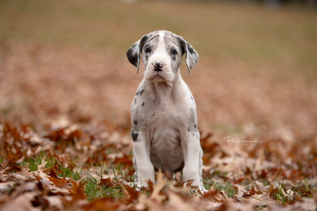 Great Dane puppies