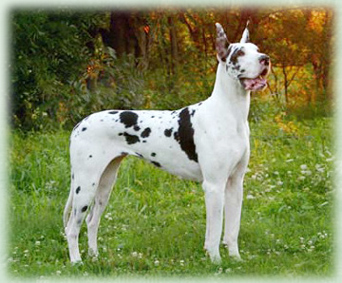 Champion Female Harlequin Great Dane