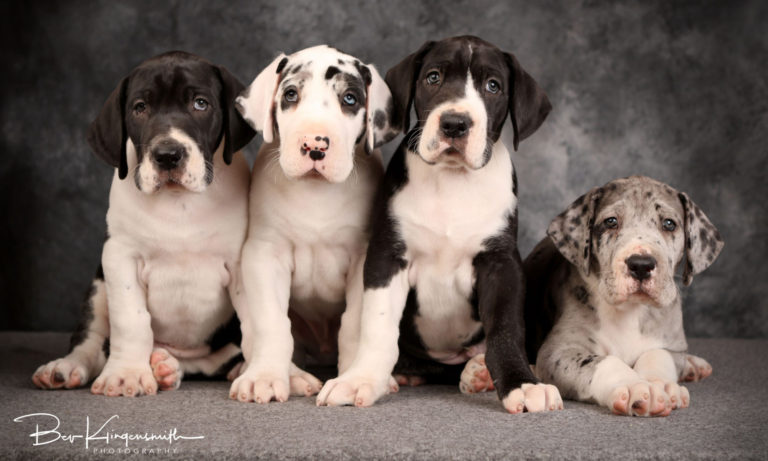 Foto Danes – Great Dane Breeder