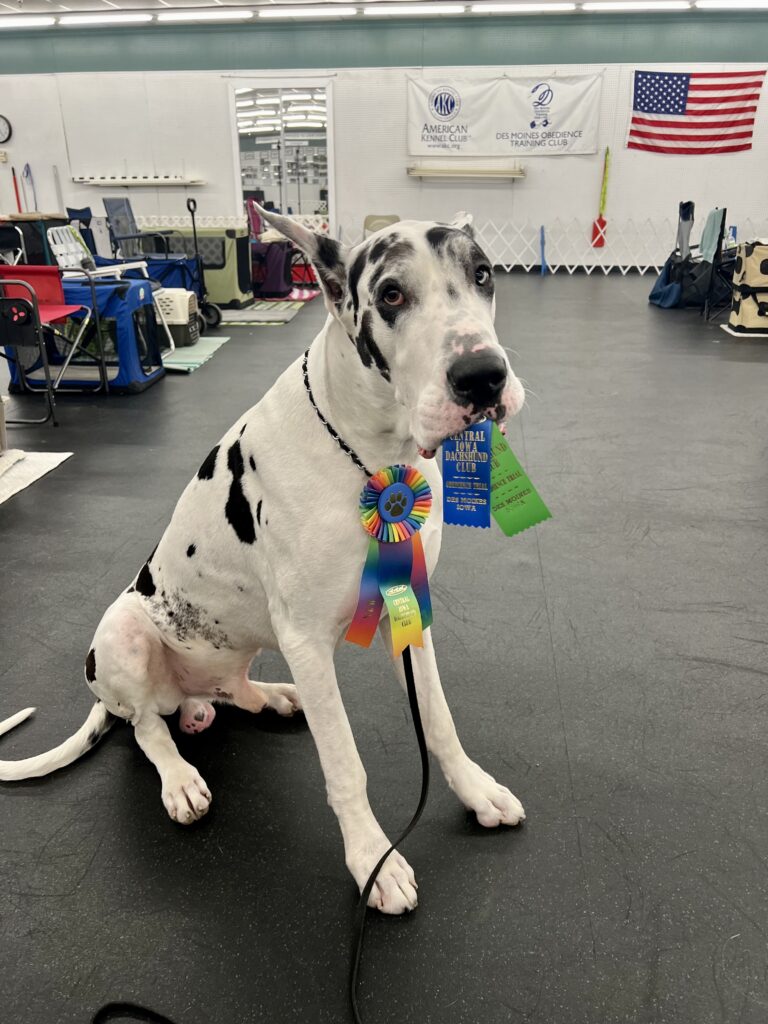 Great Dane AKC obedience CD title